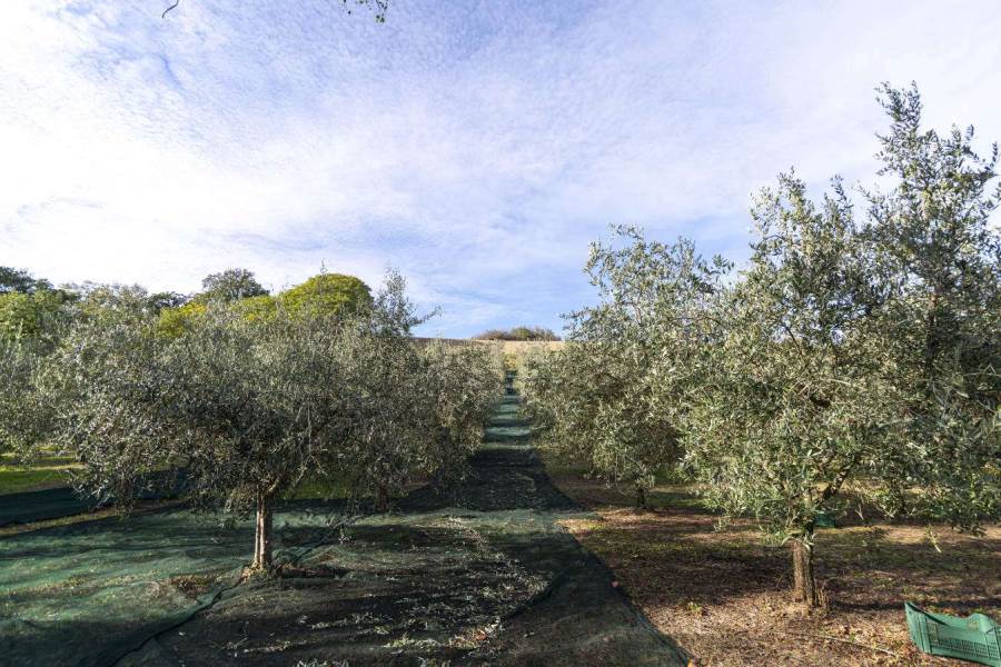 Uliveto italiano con alberi di ulivo e reti a terra per la raccolta delle olive sotto un cielo limpido