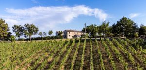 Azienda agricola Mencaroni Federico